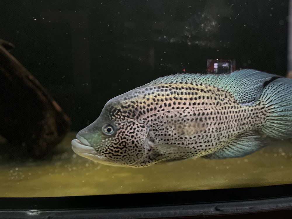 Akwarium 780L caly zestaw