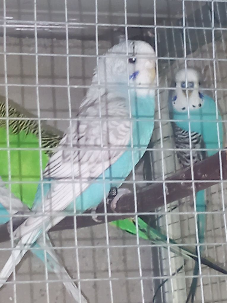 Vendo várias aves