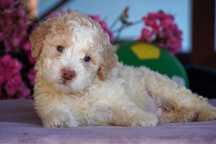 Lagotto Romagnolo FCI ZKwP pies