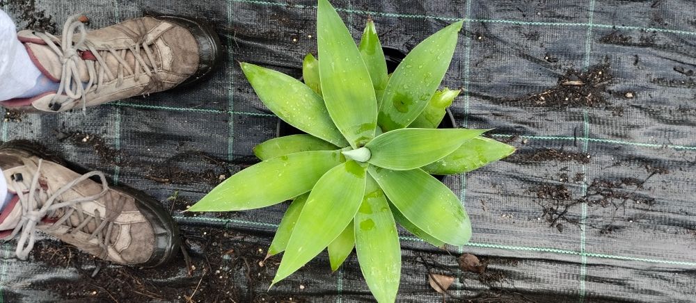 Vende-se plantas aromáticas, flores, árvores de fruto e ornamentais