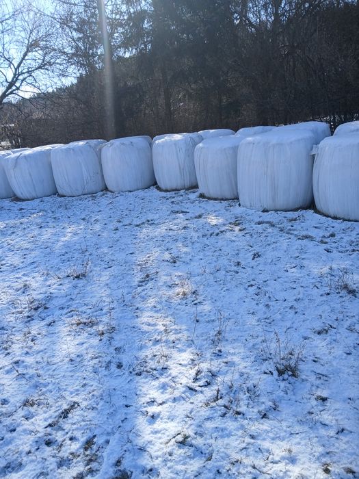 sianokiszonka z lucerny i traw