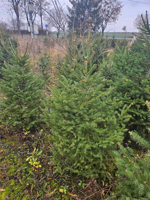Choinki świerk pospolity hurt i detal Szczepanów pow. kolski