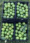 Limas Citrinos…