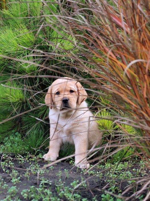 Цуценята Лабрадор ретривер