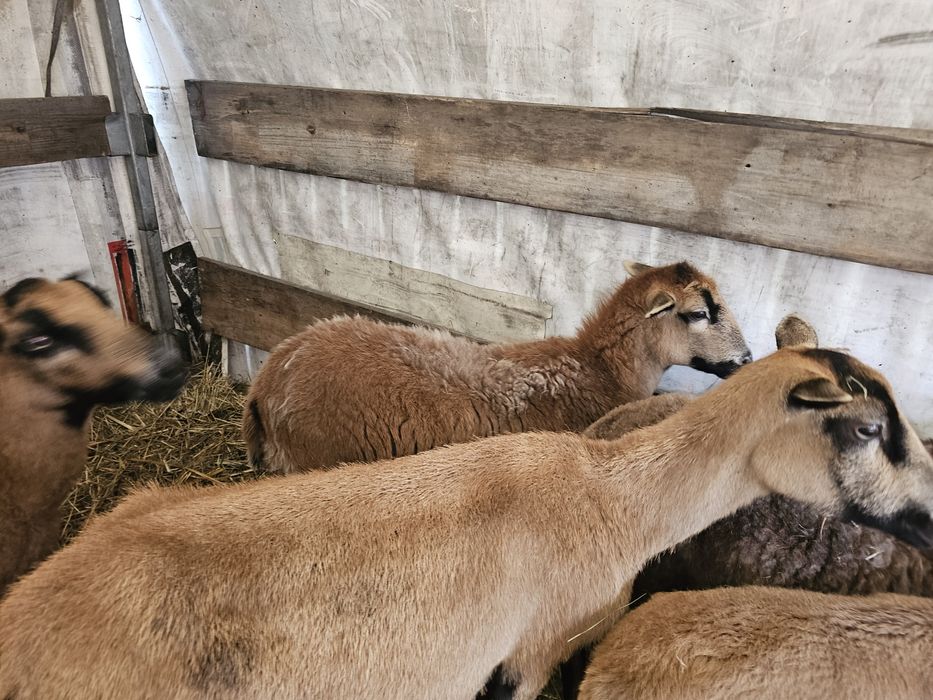 Owce kamerunskie zakocona dorper