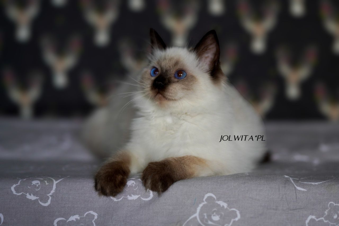 Kotka ragdoll,świetna dziewczynka