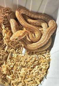 Wąż zbożowy Tessera Amber - młoda samiczka