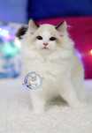 Kocurek Ragdoll seal bicolor po Junior Winnerze, rodowód FPL