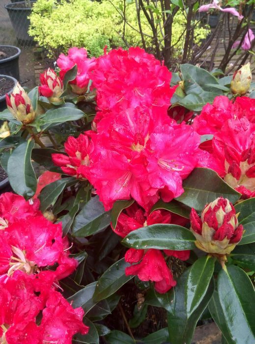 Рододендрон гибридный в ассортименте
