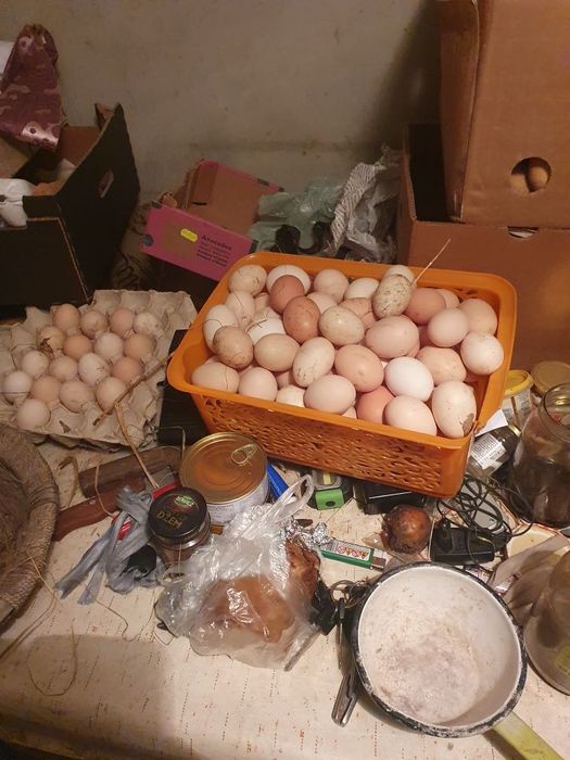 Sprzedam jajka wiejskie