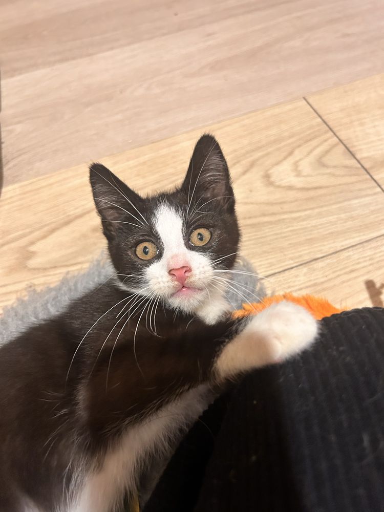 Przepiękna pingwinka do adopcji