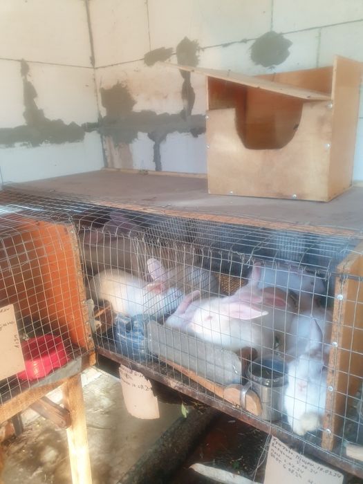 Продам кроликов,Белий панон,самци ,самки, любого возроста, провакцинов