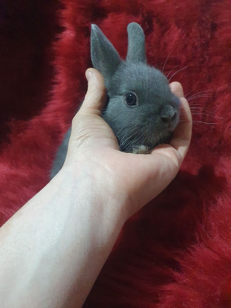 Króliki karzełki Mini lop ,Teddy