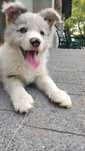 Uroczy piesek Rasy Bordre Collie blue merle - Kodi.