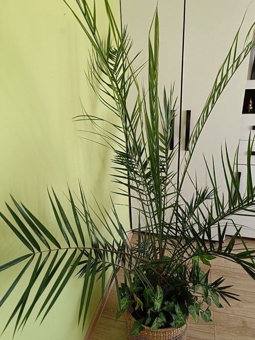 Kwiat Palma daktylowa