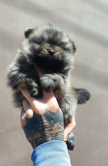 Гарна грайлива дівчинка та хлопчик