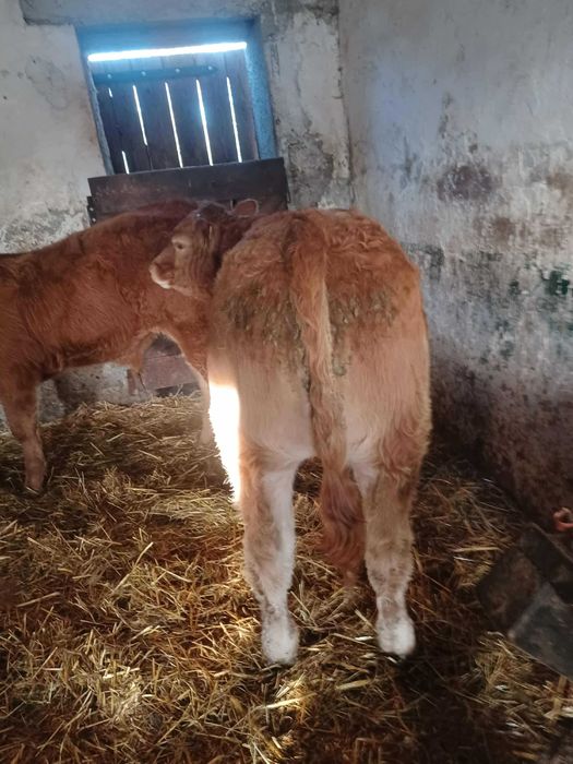 odsadki 100% Limousine Jałówki Buhaje PZHIPBM