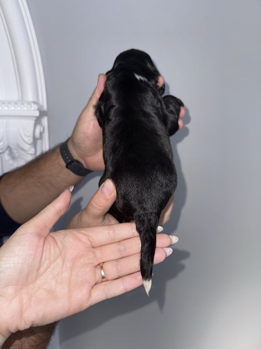 Цуценята англійського кокер спаніеля