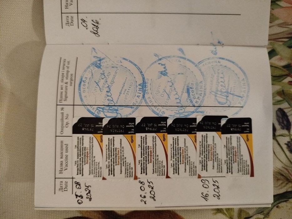 Французький бульдог