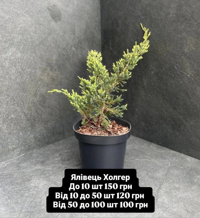 Ялівець холгер