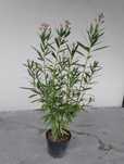Oleander, duży, kwitnący