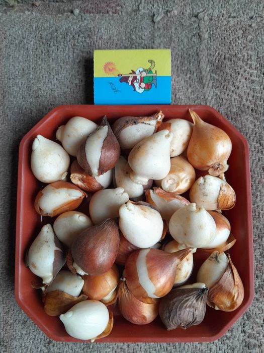 Тюльпан махровий цибулини