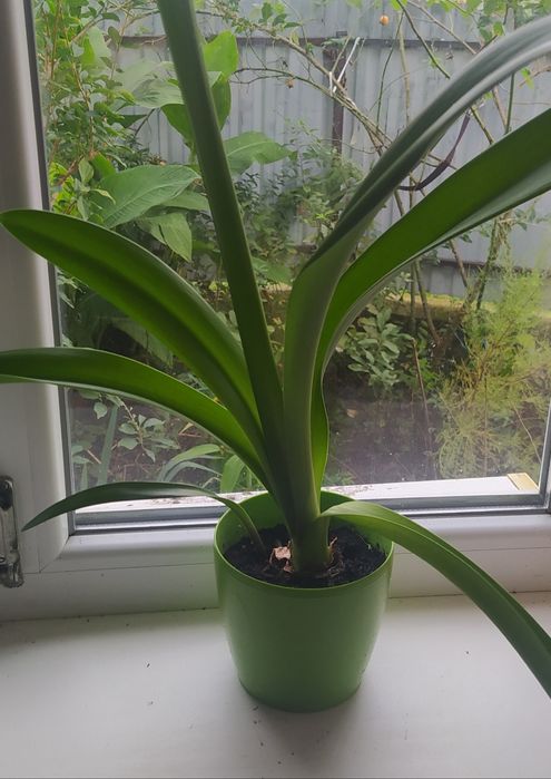 Гіпеаструм/амараліс