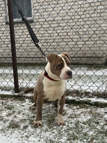 American Staffordshire Terrier Amstaff piesek