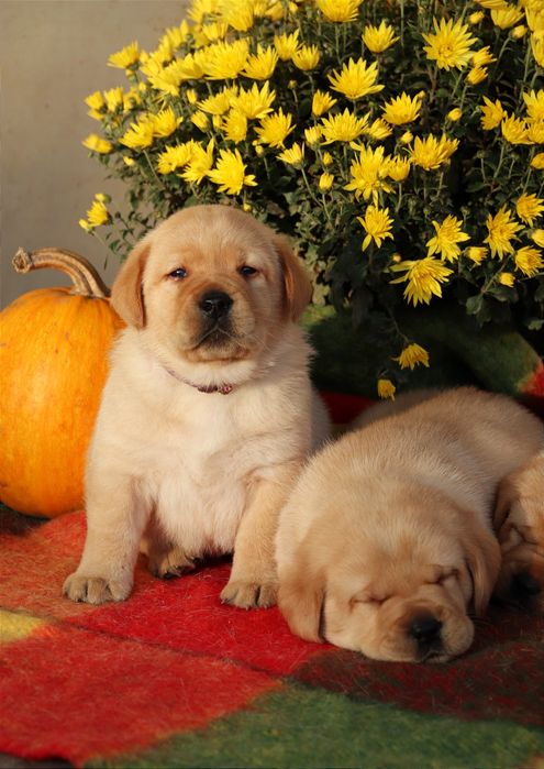 Цуценята Лабрадор ретривер