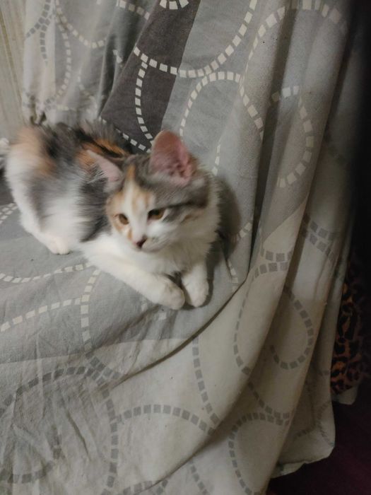 Чудесные котята девочки возраст около 4 месяцев ищут дом!