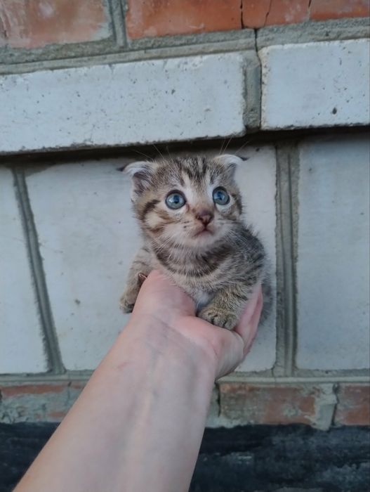 Продам весловухи кошиня британської породи