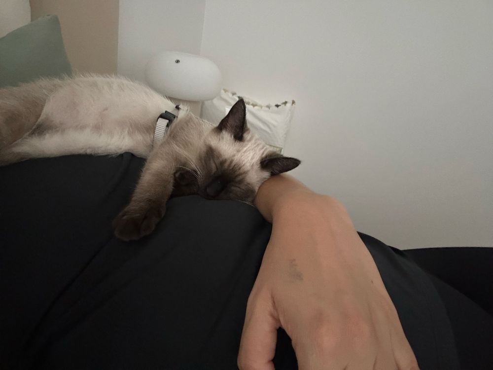 Gato com 3 meses para adoção reaponsável