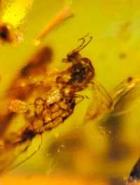 Inkluzja owad w bursztynie birmańskim muchówka Diptera Mycetophilidae