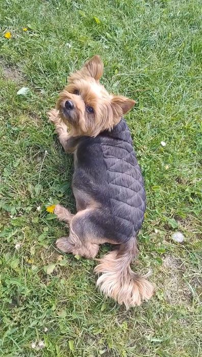 Грумінг, навчання