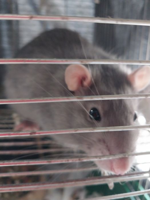 Продам крыс Дамбо