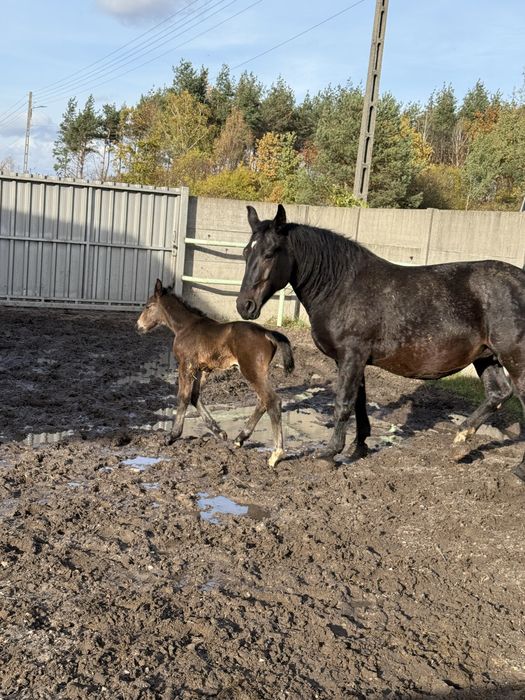 Sprzedam klacz śląska ze źróbką