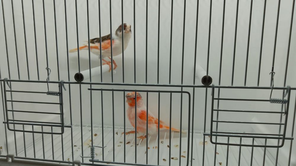 Kanarek kanarki arlekiny portugalskie 2024