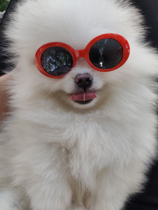 Spitz macho anão