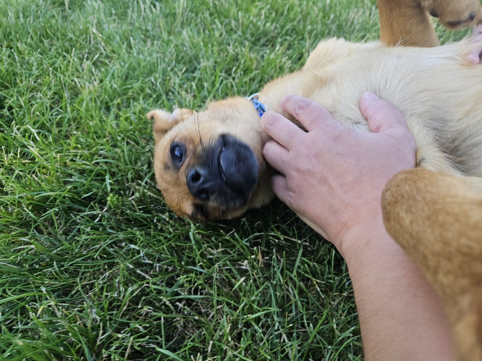 Cudowny, uratowany psiak szuka domu, pies, adopcja, piesek