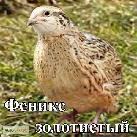 Перепел Феникс, Эстонец,Техасец , Техасец США