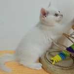 Gatinho para venda