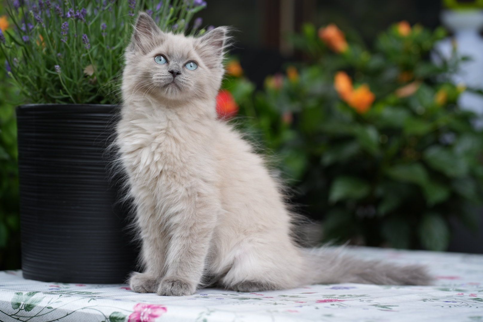Kocurek blue mink Cattris ragdoll/cherubim
