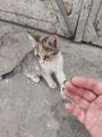 Котенок в хорошие руки