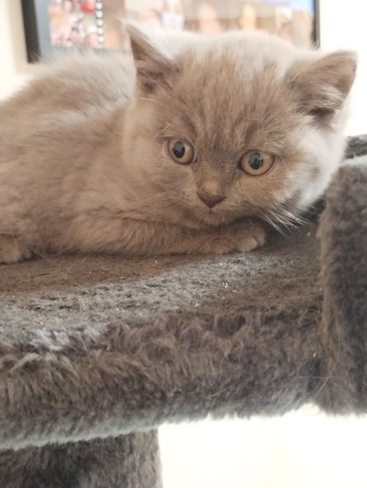 Kotka brytyjska lilowa i niebieska