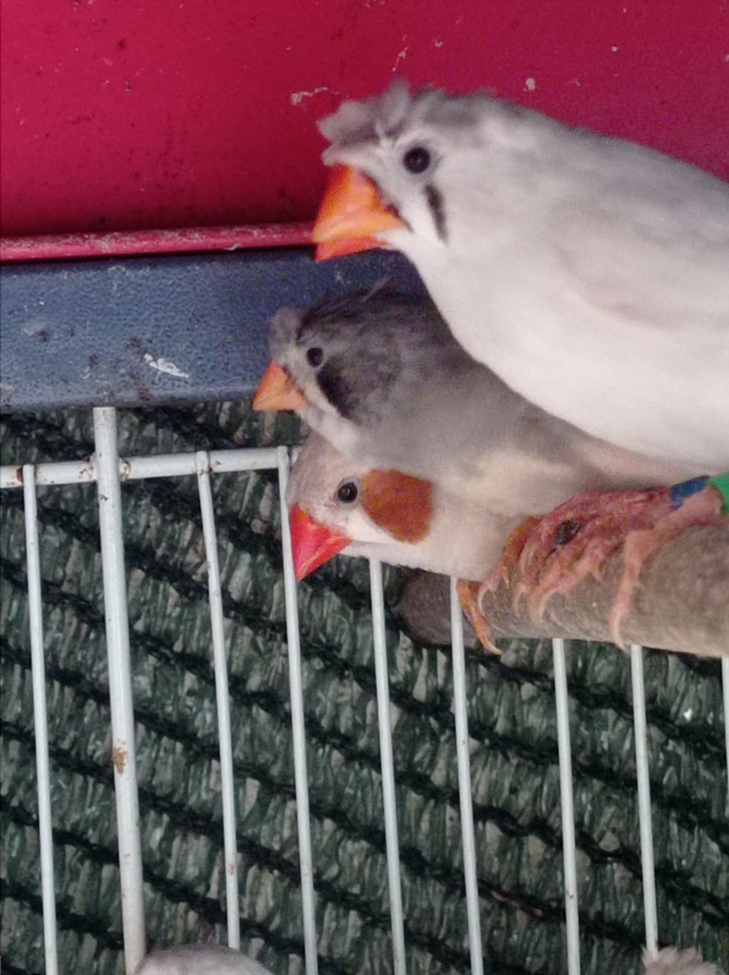 Vendo casal de bengalis a 10€ e mandarins de poupa 10€ normais a 6€