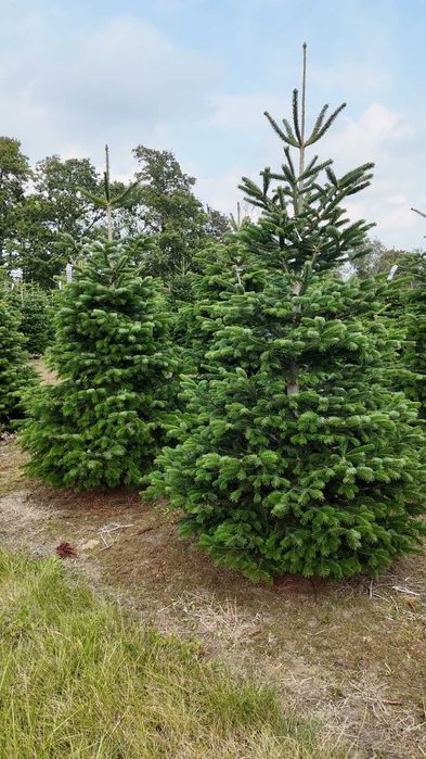 Jodła kaukaska cięta 175-200 ChoinkiPrima.pl FB
