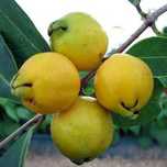 Planta de araçá amarelo - Psidium cattleyanum