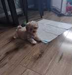 Maltipoo śliczna sunia