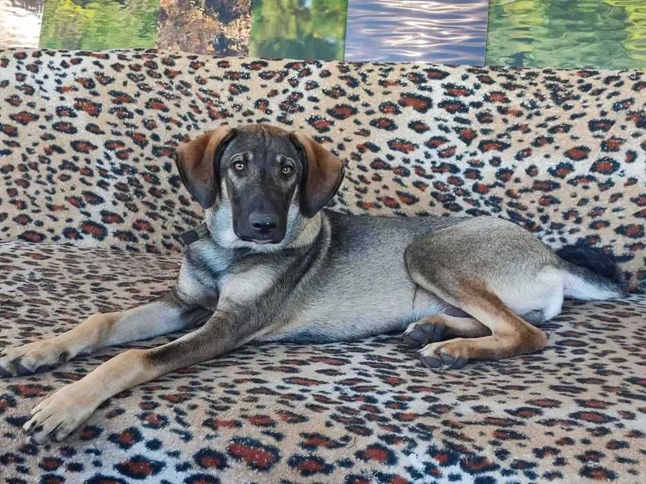 Щенок (мальчик) в хорошие руки