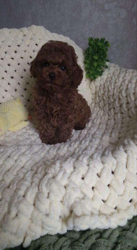 Fabulosa Caniche Toy